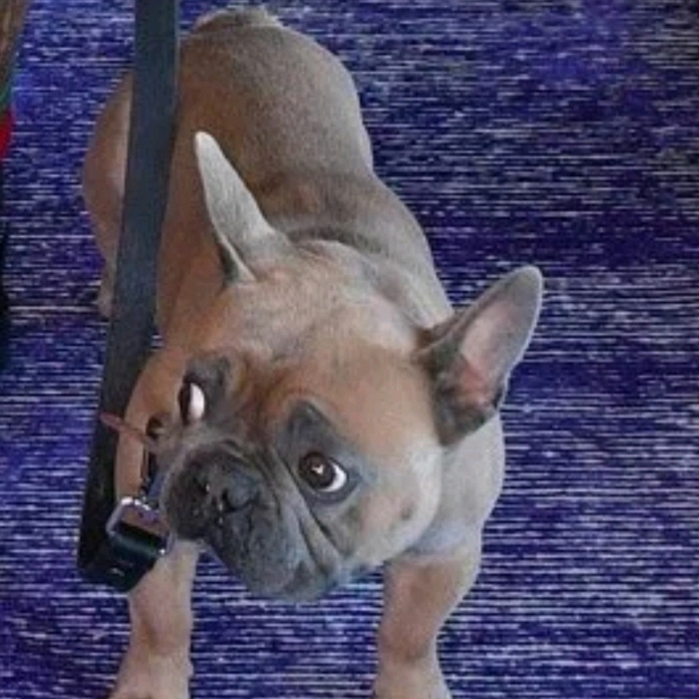 Meet your Posher, Toni